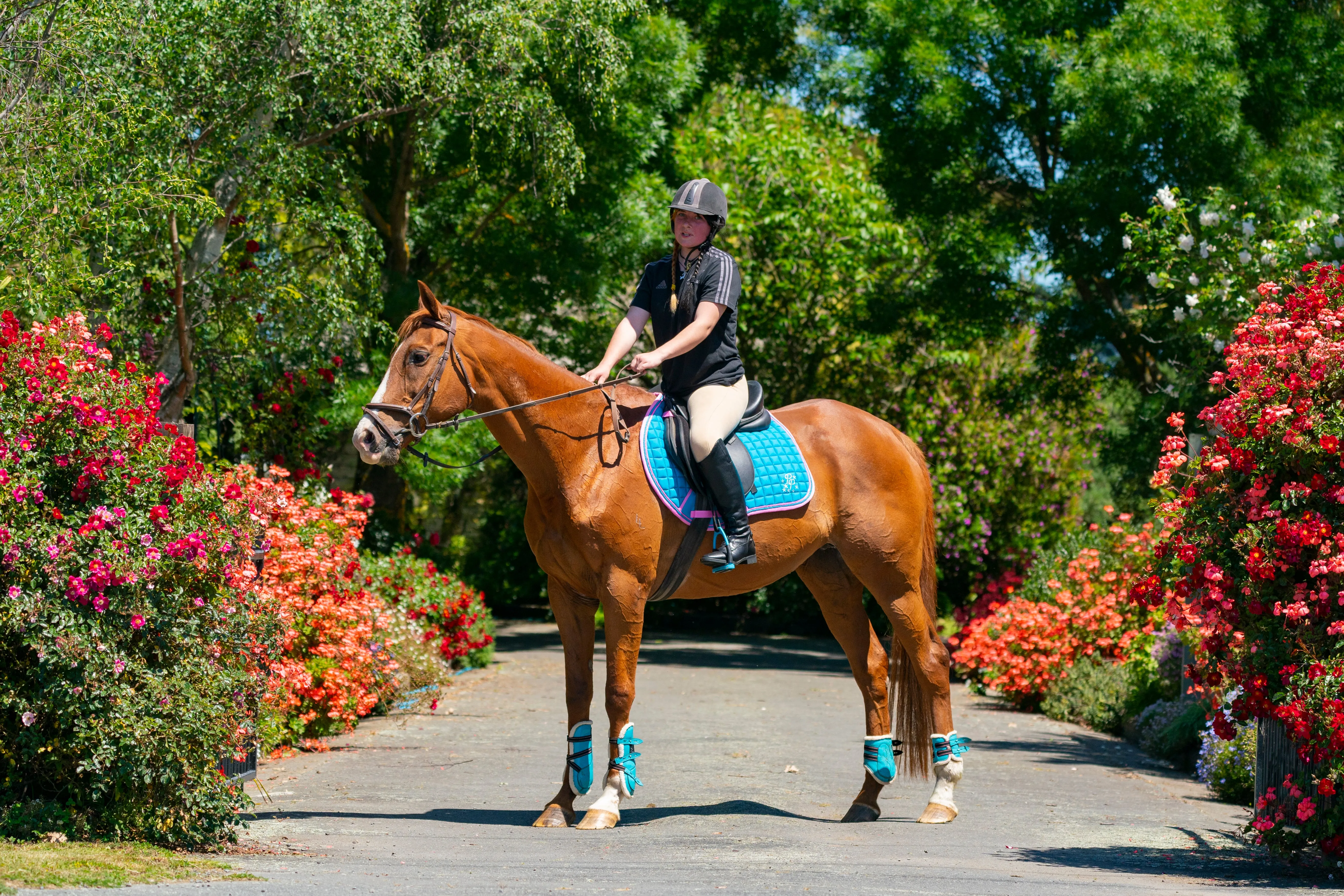 Turquoise/Pink Saddle Pads - Jump, GP, and Dressage cuts